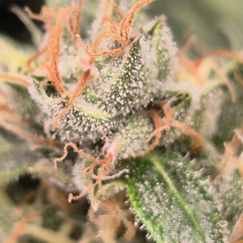 💚CHOCOLOPE 🍫 ☕️auto (56-63 BT) growlog timeline photo