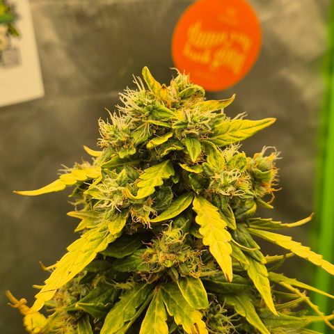 💚CHOCOLOPE 🍫 ☕️auto (56-63 BT) growlog timeline photo