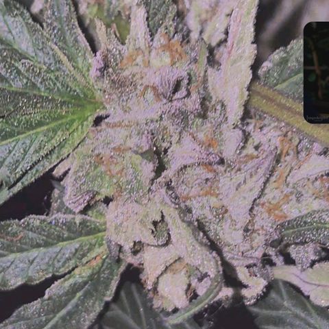 Ice cream cake 🍰 & permanent marker🖊(65-73bt) growlog timeline photo