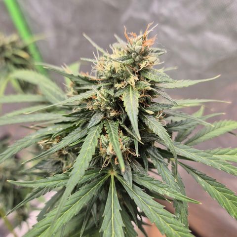 💚CHOCOLOPE 🍫 ☕️auto (56-63 BT) growlog timeline photo