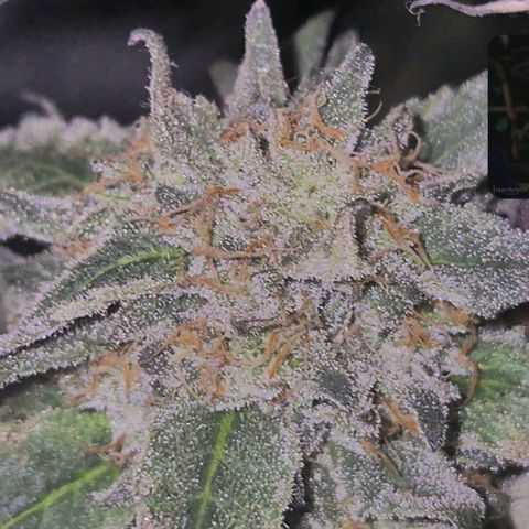 Ice cream cake 🍰 & permanent marker🖊(65-73bt) growlog timeline photo