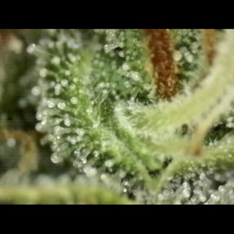 💚CHOCOLOPE 🍫 ☕️auto (56-63 BT) growlog timeline photo