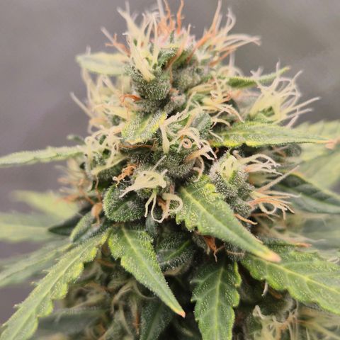 💚CHOCOLOPE 🍫 ☕️auto (56-63 BT) growlog timeline photo