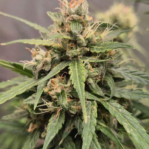 💚CHOCOLOPE 🍫 ☕️auto (56-63 BT) growlog timeline photo