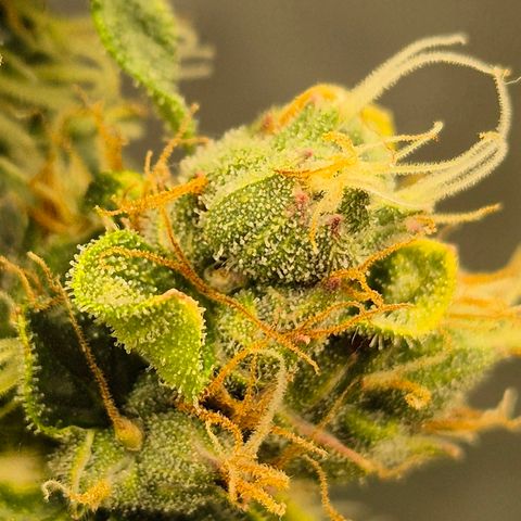 💚CHOCOLOPE 🍫 ☕️auto (56-63 BT) growlog timeline photo