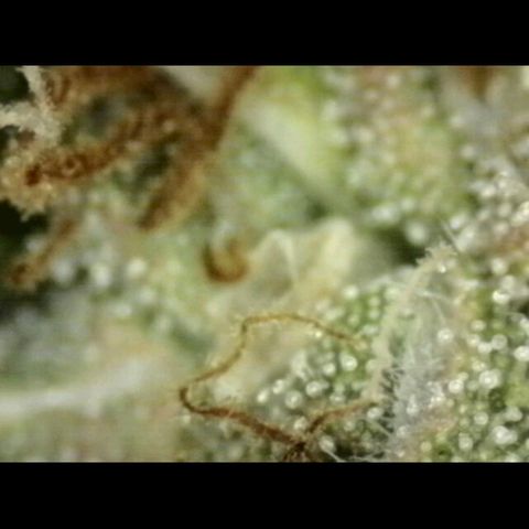 💚CHOCOLOPE 🍫 ☕️auto (56-63 BT) growlog timeline photo
