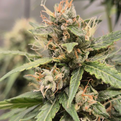 💚CHOCOLOPE 🍫 ☕️auto (56-63 BT) growlog timeline photo