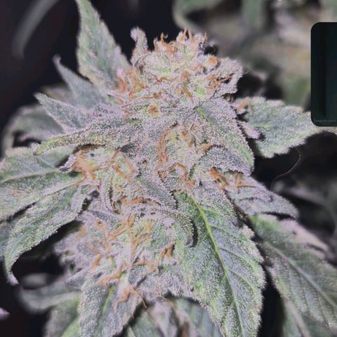 Ice cream cake 🍰 & permanent marker🖊(65-73bt) growlog timeline photo