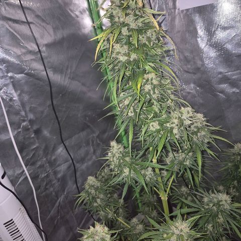 💚CHOCOLOPE 🍫 ☕️auto (56-63 BT) growlog timeline photo