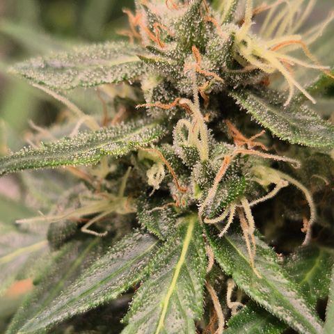 💚CHOCOLOPE 🍫 ☕️auto (56-63 BT) growlog timeline photo