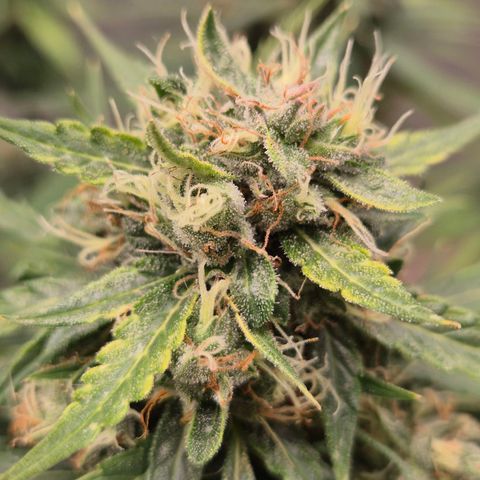 💚CHOCOLOPE 🍫 ☕️auto (56-63 BT) growlog timeline photo