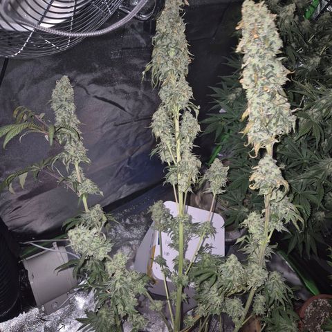 ICE 💚🧊 (63-70bt) growlog photo: 🙏steht wieder