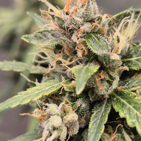 💚CHOCOLOPE 🍫 ☕️auto (56-63 BT) growlog timeline photo
