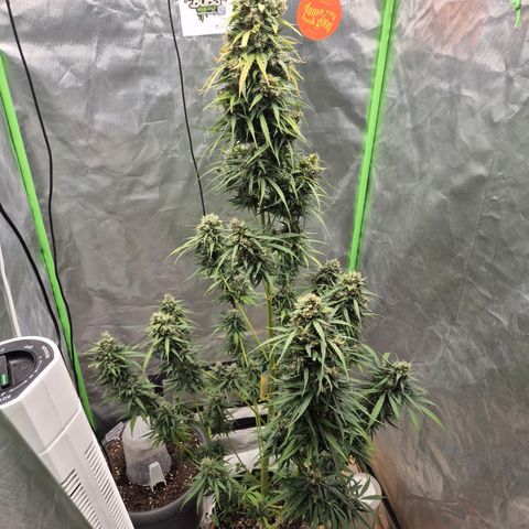 💚CHOCOLOPE 🍫 ☕️auto (56-63 BT) growlog timeline photo
