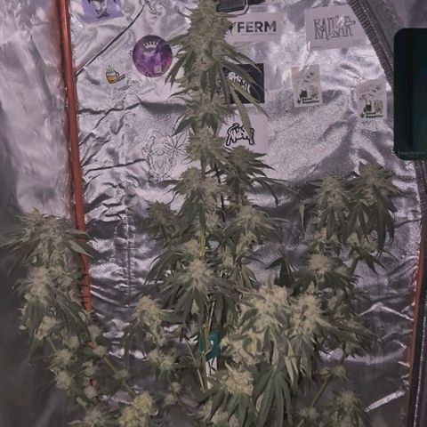 Ice cream cake 🍰 & permanent marker🖊(65-73bt) growlog timeline photo