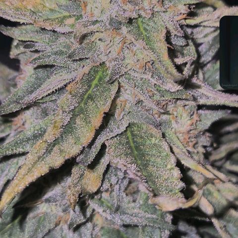 Ice cream cake 🍰 & permanent marker🖊(65-73bt) growlog timeline photo