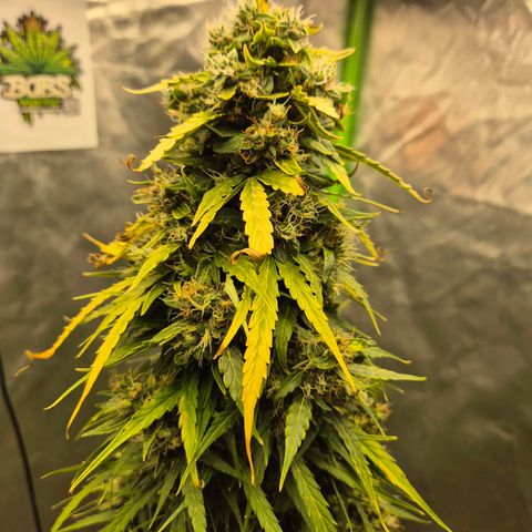💚CHOCOLOPE 🍫 ☕️auto (56-63 BT) growlog timeline photo