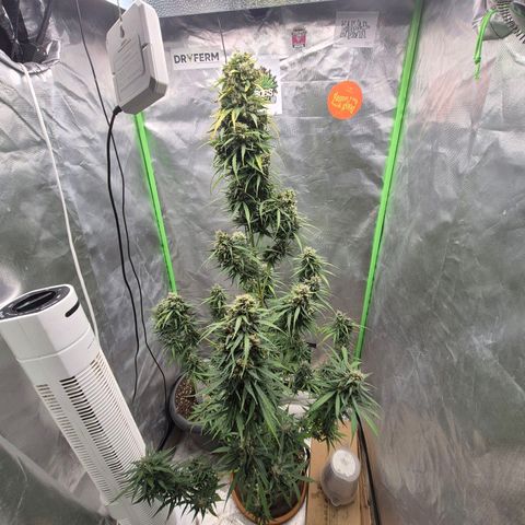 💚CHOCOLOPE 🍫 ☕️auto (56-63 BT) growlog timeline photo
