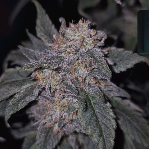 Ice cream cake 🍰 & permanent marker🖊(65-73bt) growlog timeline photo