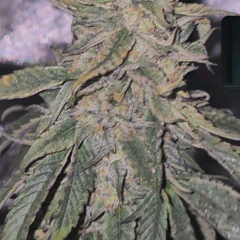 Ice cream cake 🍰 & permanent marker🖊(65-73bt) growlog timeline photo
