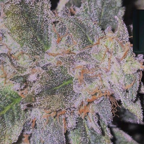 Ice cream cake 🍰 & permanent marker🖊(65-73bt) growlog timeline photo