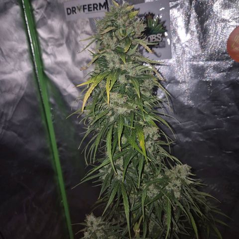 💚CHOCOLOPE 🍫 ☕️auto (56-63 BT) growlog timeline photo