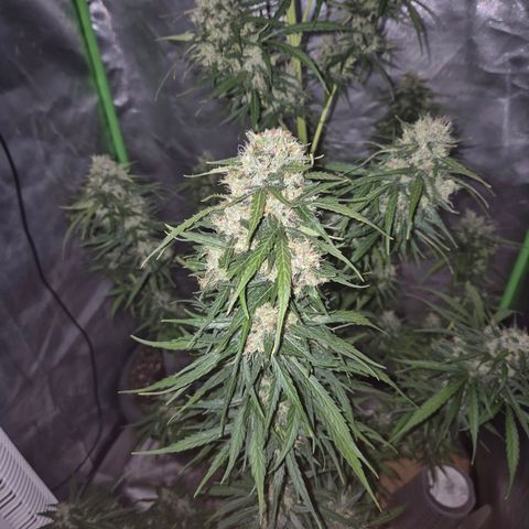 💚CHOCOLOPE 🍫 ☕️auto (56-63 BT) growlog timeline photo