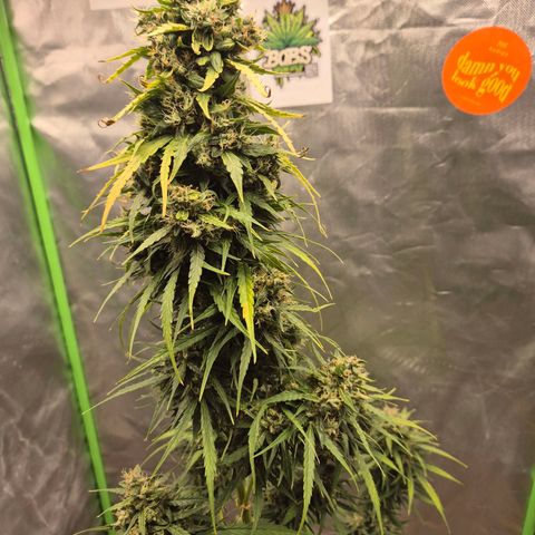 💚CHOCOLOPE 🍫 ☕️auto (56-63 BT) growlog timeline photo