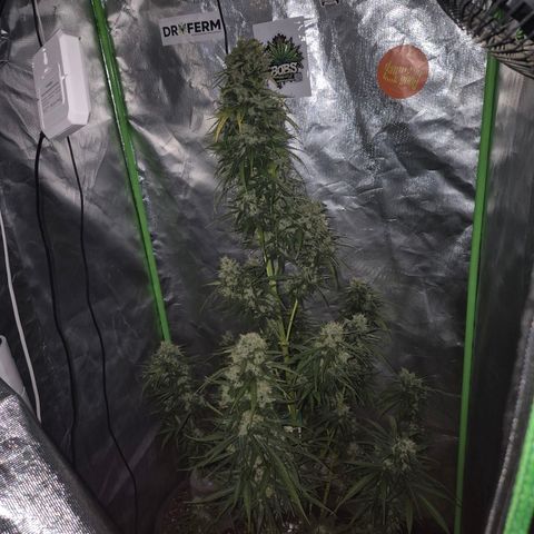 💚CHOCOLOPE 🍫 ☕️auto (56-63 BT) growlog timeline photo