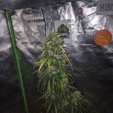 💚CHOCOLOPE 🍫 ☕️auto (56-63 BT) growlog timeline photo