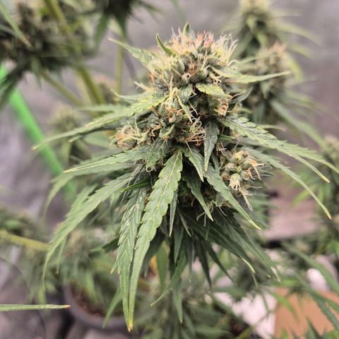 💚CHOCOLOPE 🍫 ☕️auto (56-63 BT) growlog timeline photo