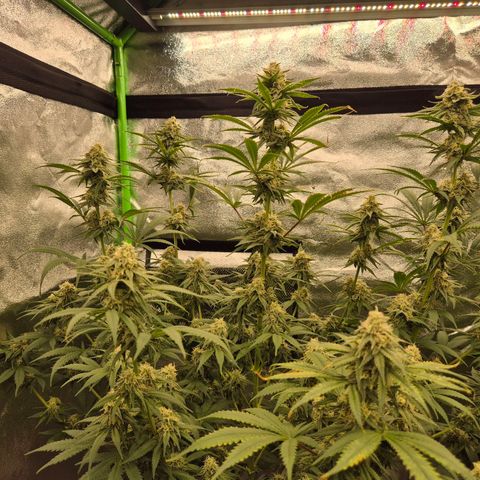Tangerine dream 🌴 (60-65bt)  growlog timeline photo