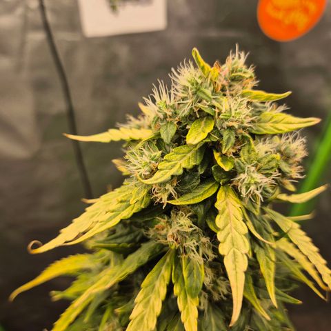 💚CHOCOLOPE 🍫 ☕️auto (56-63 BT) growlog timeline photo
