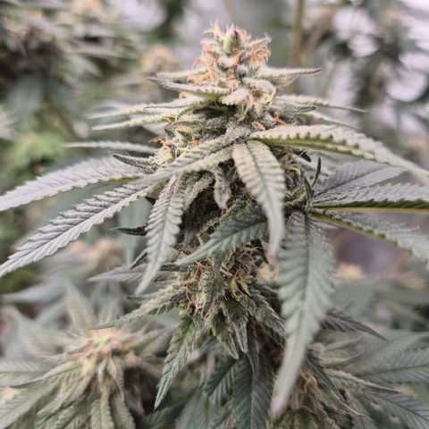 Mimosa evo stecki  🍊🍋🍍 (65-70bt) growlog timeline photo