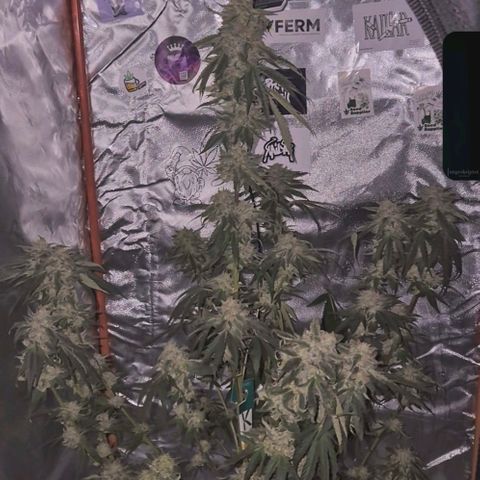 Ice cream cake 🍰 & permanent marker🖊(65-73bt) growlog timeline photo