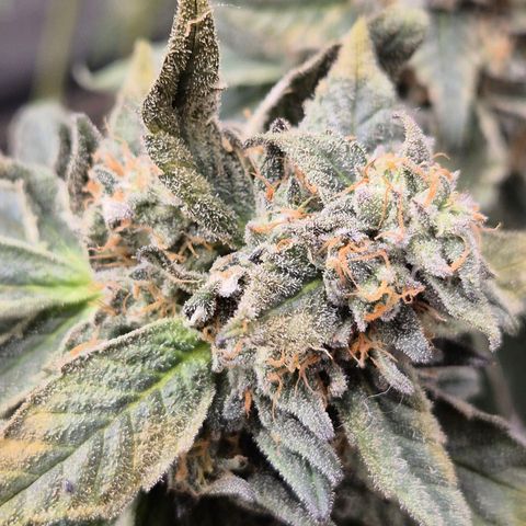 Ice cream cake 🍰 & permanent marker🖊(65-73bt) growlog timeline photo
