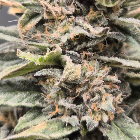 Ice cream cake 🍰 & permanent marker🖊(65-73bt) growlog timeline photo