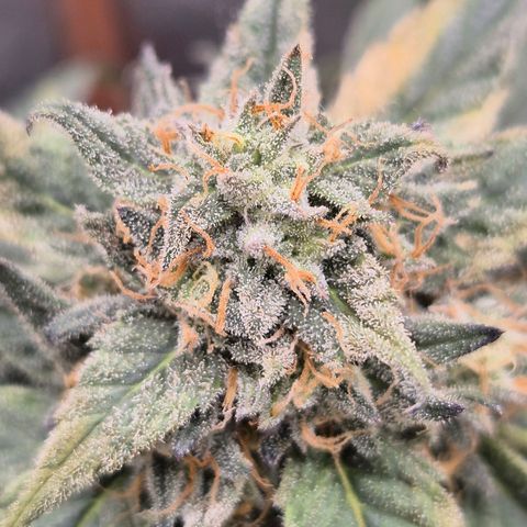 Ice cream cake 🍰 & permanent marker🖊(65-73bt) growlog timeline photo