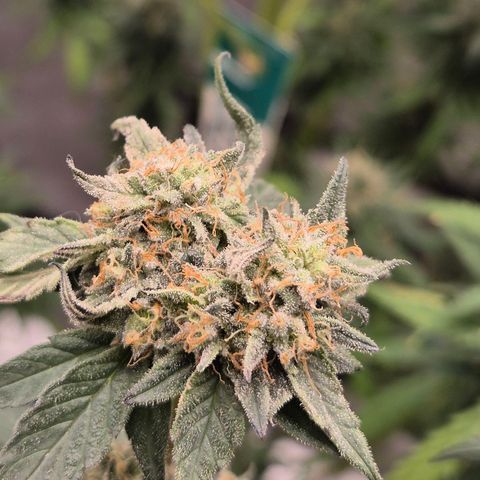 Ice cream cake 🍰 & permanent marker🖊(65-73bt) growlog timeline photo