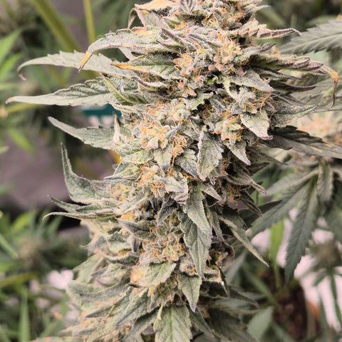 Ice cream cake 🍰 & permanent marker🖊(65-73bt) growlog timeline photo