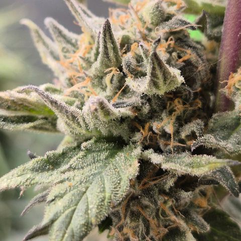 Ice cream cake 🍰 & permanent marker🖊(65-73bt) growlog timeline photo