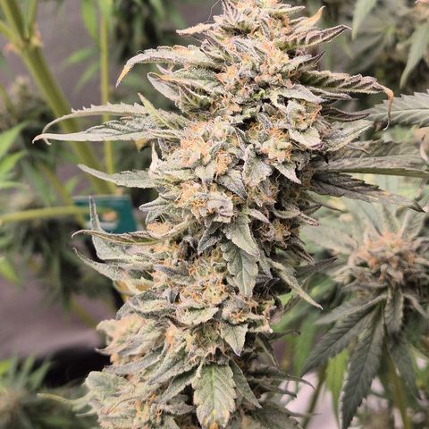 Ice cream cake 🍰 & permanent marker🖊(65-73bt) growlog timeline photo