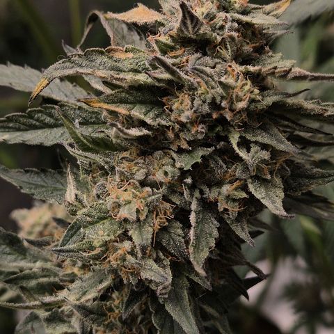 Ice cream cake 🍰 & permanent marker🖊(65-73bt) growlog timeline photo