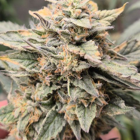 Ice cream cake 🍰 & permanent marker🖊(65-73bt) growlog timeline photo