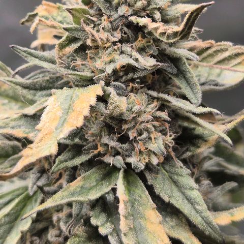 Ice cream cake 🍰 & permanent marker🖊(65-73bt) growlog timeline photo