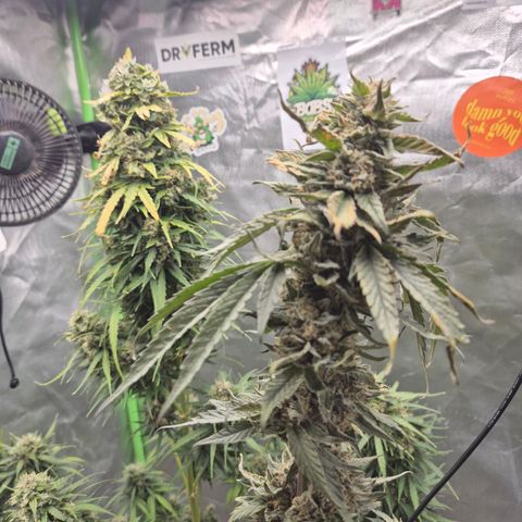 💚CHOCOLOPE 🍫 ☕️auto (56-63 BT) growlog photo: Zum ausreifen zuweit☺️👌