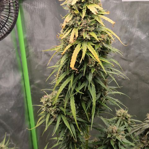💚CHOCOLOPE 🍫 ☕️auto (56-63 BT) growlog photo: Zum ausreifen zuweit☺️👌