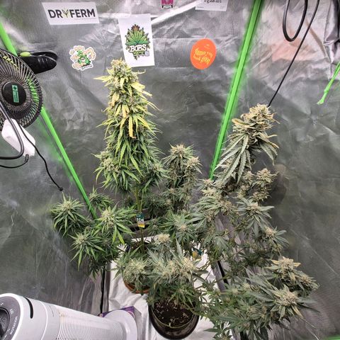 💚CHOCOLOPE 🍫 ☕️auto (56-63 BT) growlog photo: Zum ausreifen zuweit☺️👌