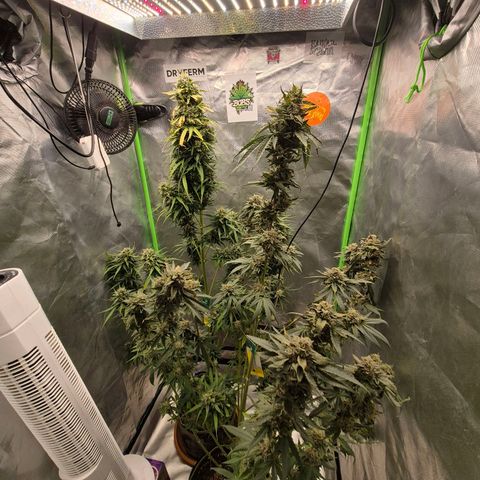 💚CHOCOLOPE 🍫 ☕️auto (56-63 BT) growlog photo: Zum ausreifen zuweit☺️👌