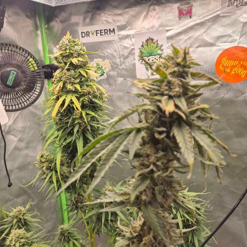 💚CHOCOLOPE 🍫 ☕️auto (56-63 BT) growlog photo: Zum ausreifen zuweit☺️👌